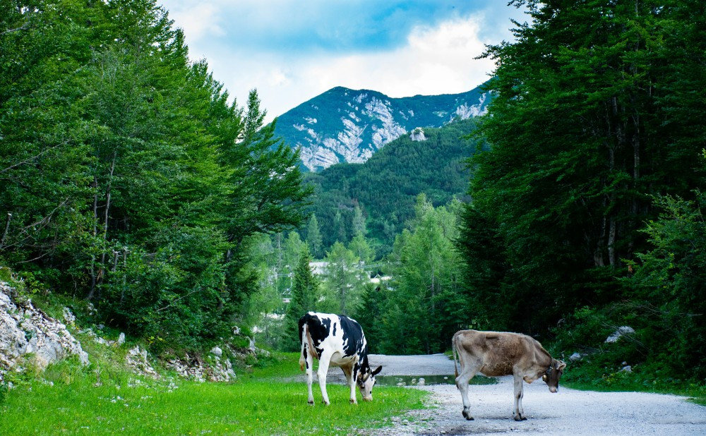 48-lea-kobal-4D6_u8oqkYI-unsplash